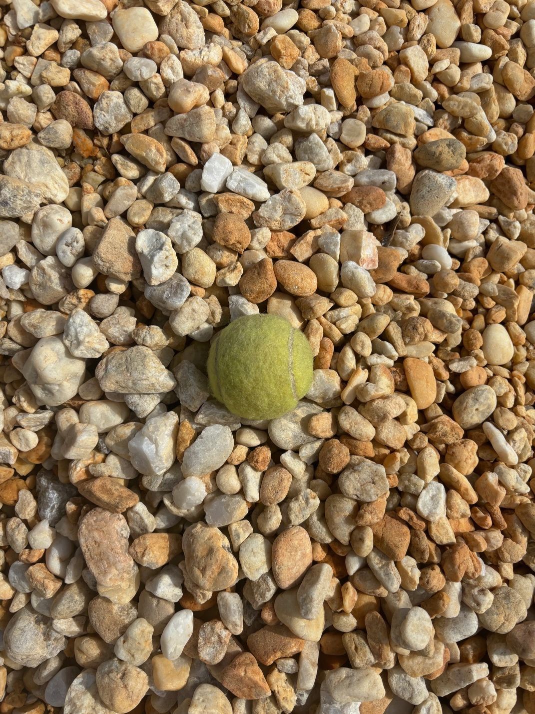 Dwarf Goose Egg 237/yd