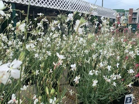 a bunch of white flowers are growing in a garden