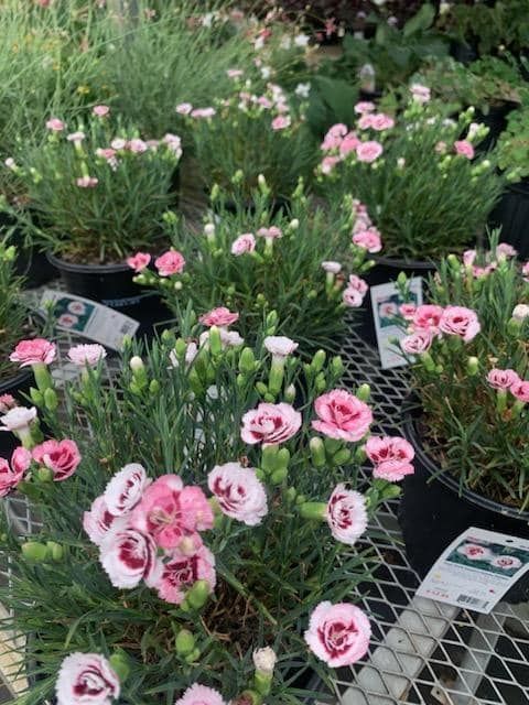 a bunch of pink flowers in pots on a table