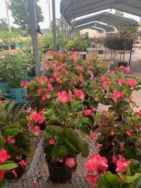 a bunch of pink flowers are sitting on a table in a greenhouse