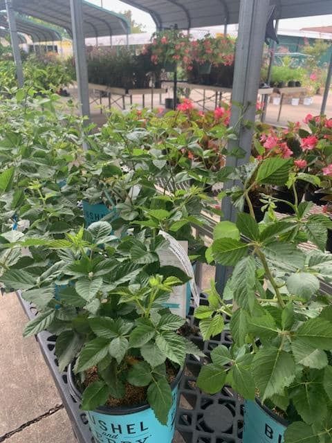 a bunch of potted plants are sitting on a shelf in a garden center