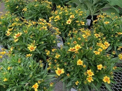 a bunch of yellow flowers are growing in pots on a table