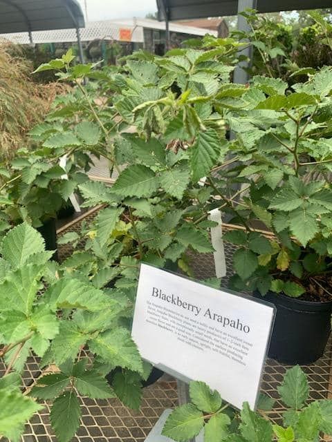blackberry arapaho in a greenhouse