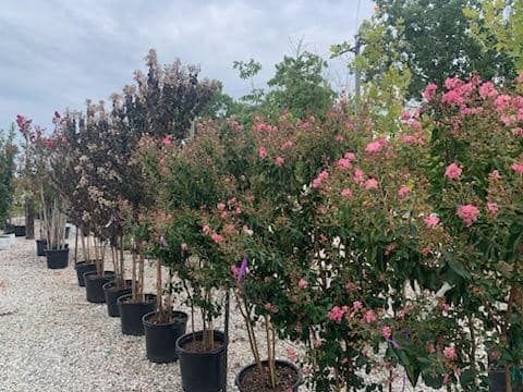 a row of potted plants with pink flowers in a garden