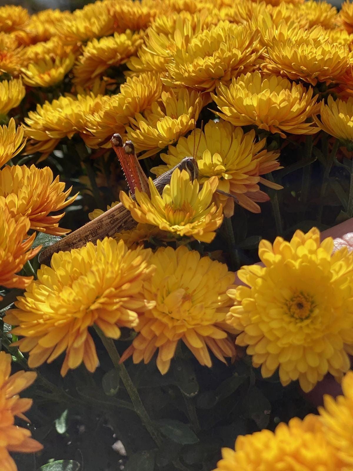 a close up of a bunch of yellow flowers