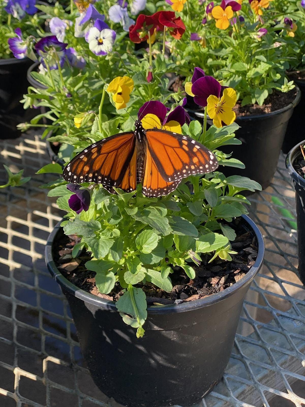 a butterfly is sitting on a flower in a pot