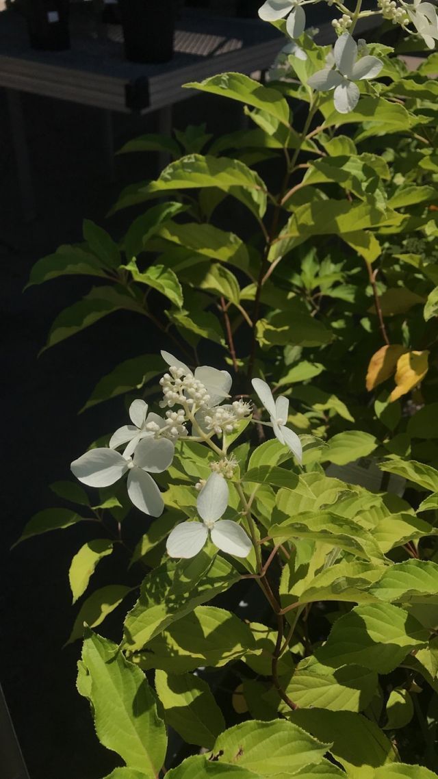 a close up of a plant with white flowers and green leaves