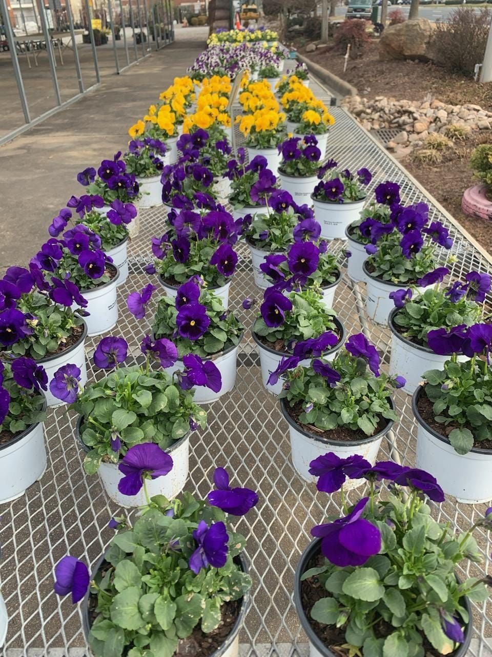 a bunch of purple and yellow flowers in pots on a table