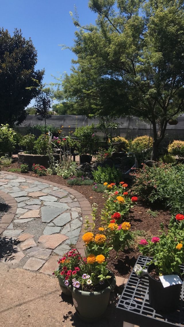 Pathway lined with zinnas