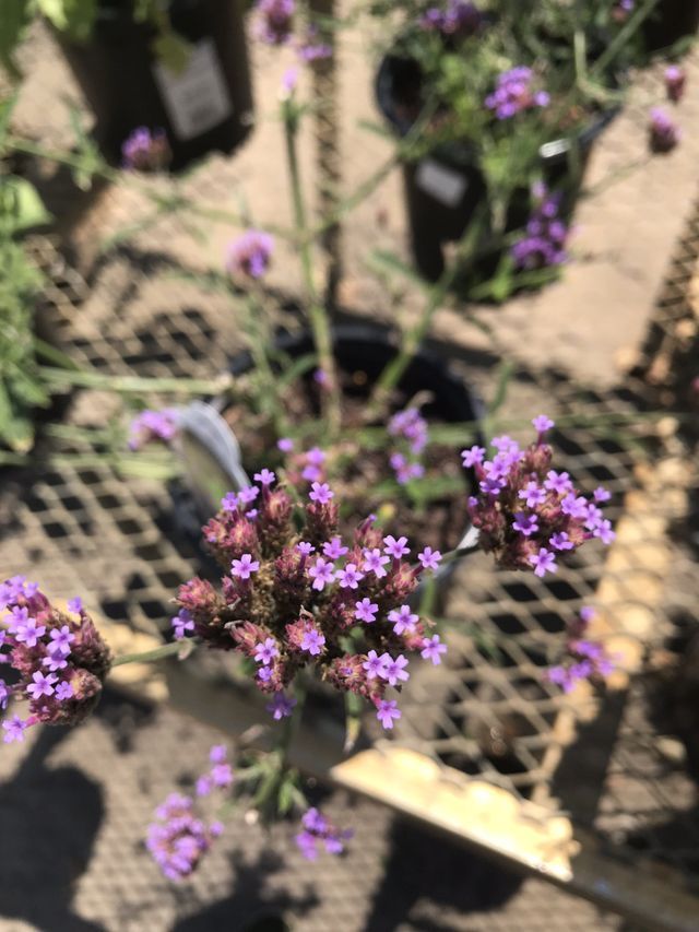 Purple verbena