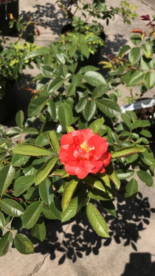 Garden Center Virginia Beach, VA Four Seasons Nursery