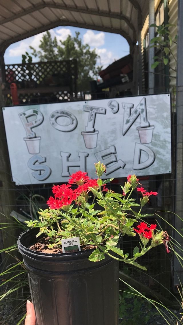Homestead red verbena