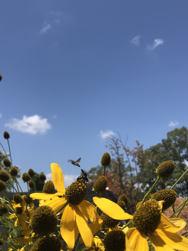 Rudbeckia laciniata  coneflower