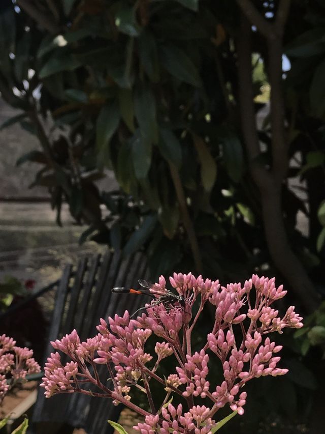 Garden Center Virginia Beach, VA Four Seasons Nursery