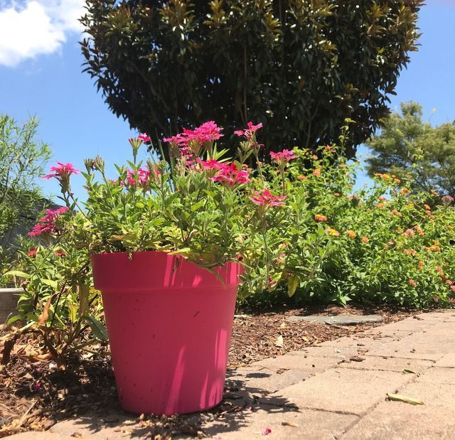 Pink potted Verbena