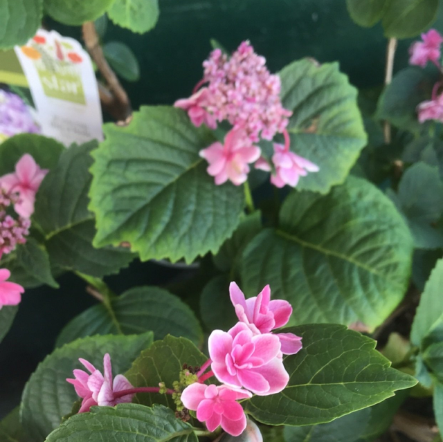 Garden Center Virginia Beach, VA Four Seasons Nursery