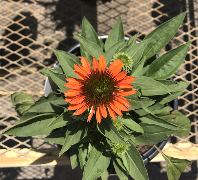 Garden Center Virginia Beach, VA Four Seasons Nursery