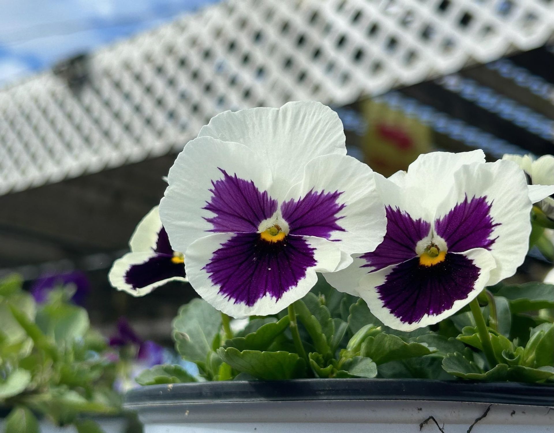 A close up of three purple and white flowers in a pot