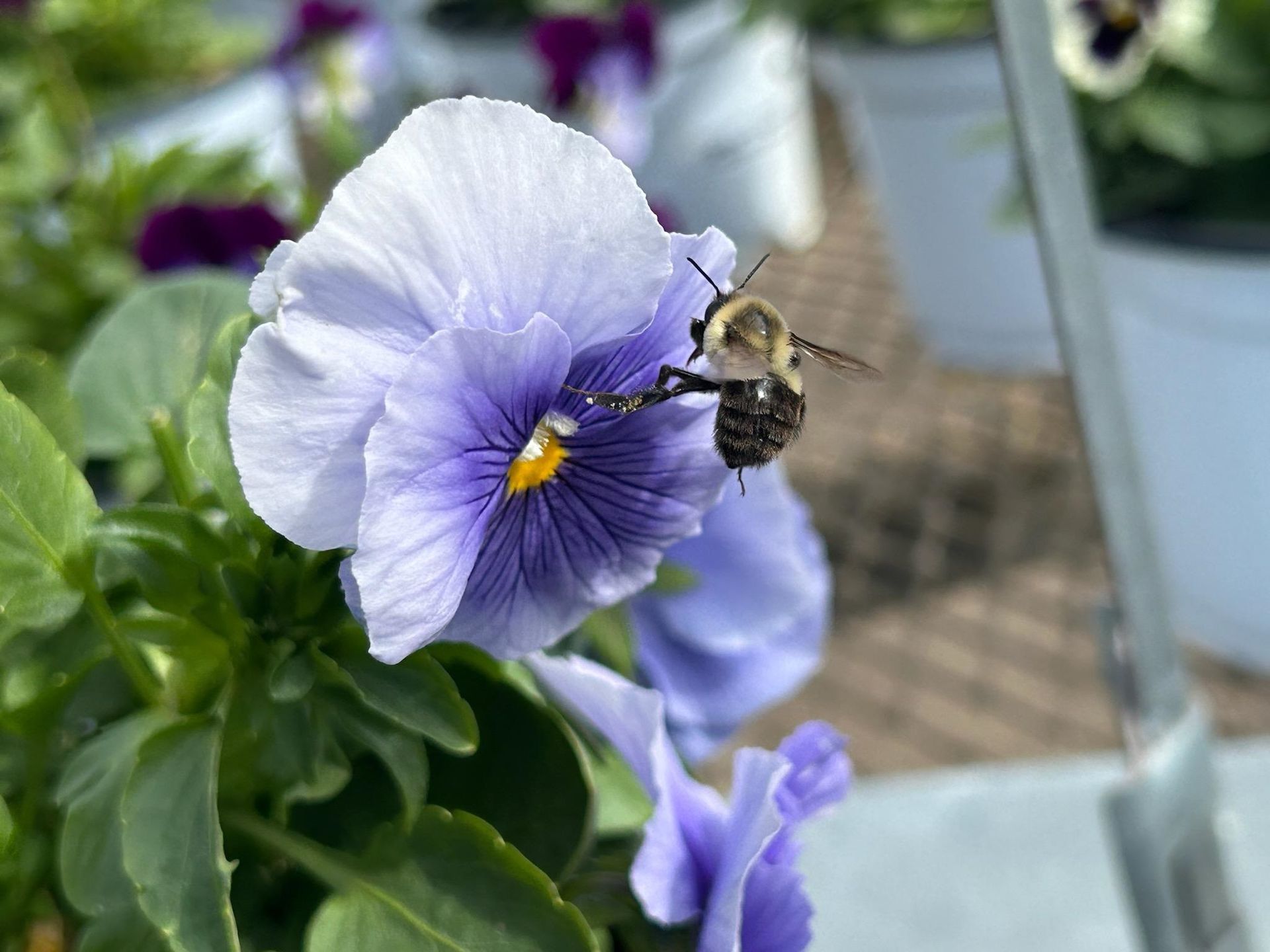 A bee is sitting on a purple flower.
