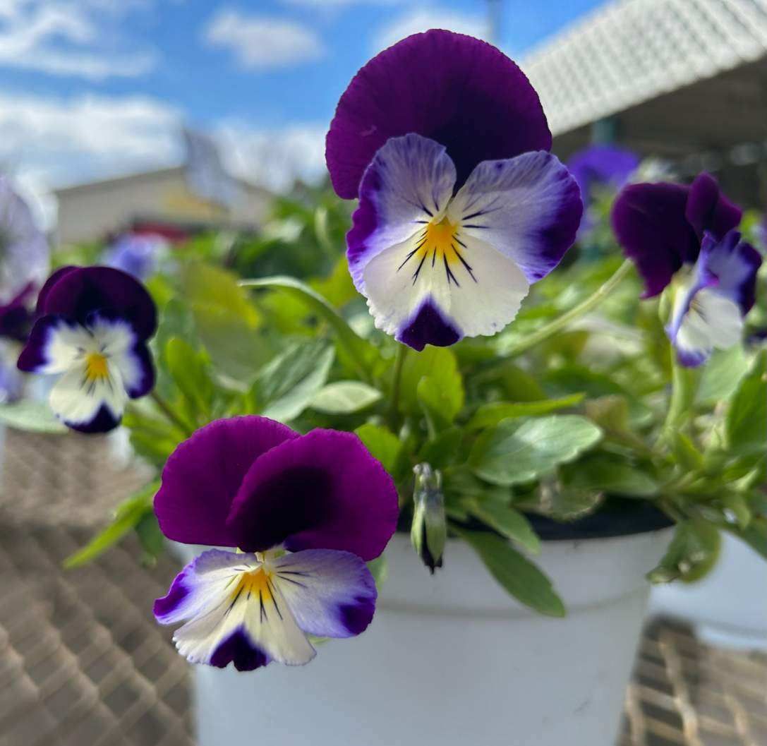 Purple and white flowers in a white pot