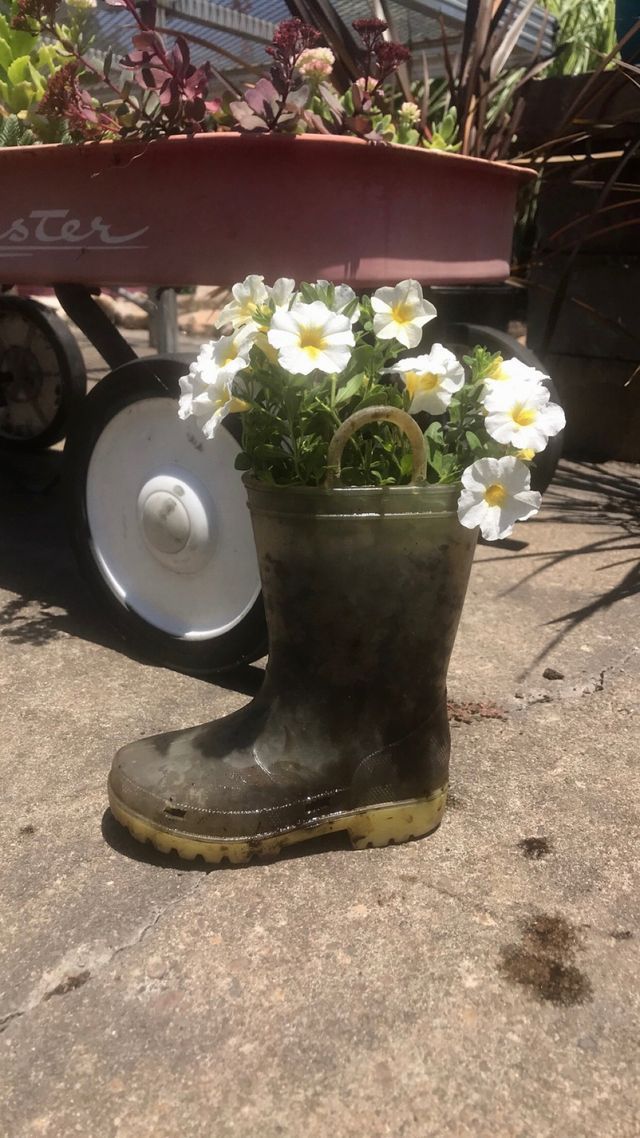 Petunias in rain boot pot