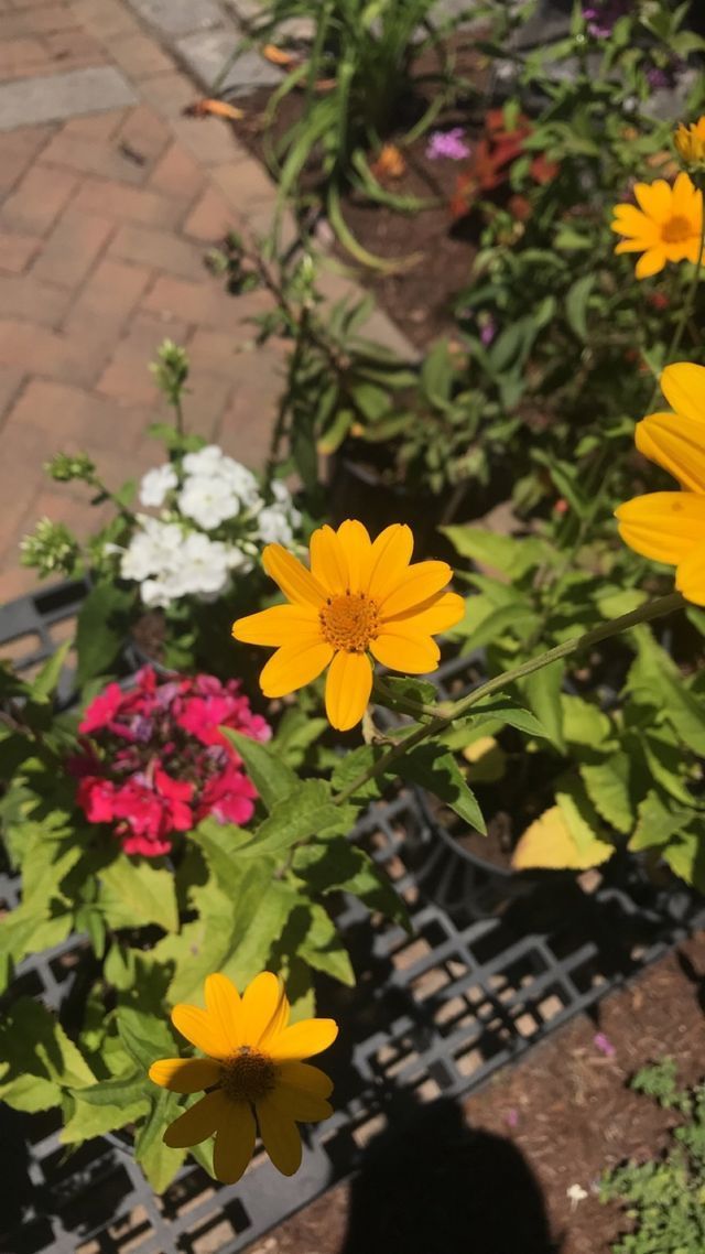 garden center virginia beach va