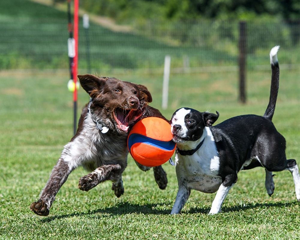 Two dogs are playing with a ball in a field.
