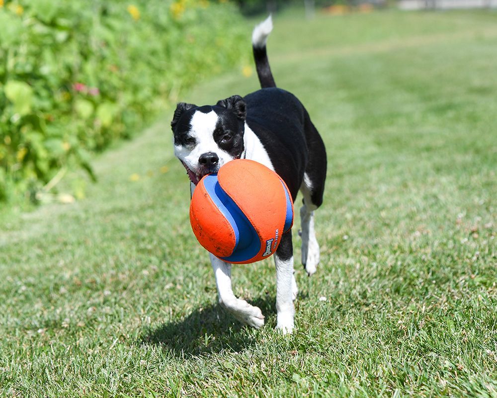 A black and white dog is running with an orange ball in its mouth.