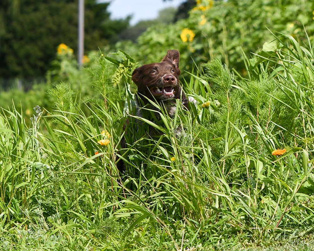 A brown dog is standing in a field of tall grass.
