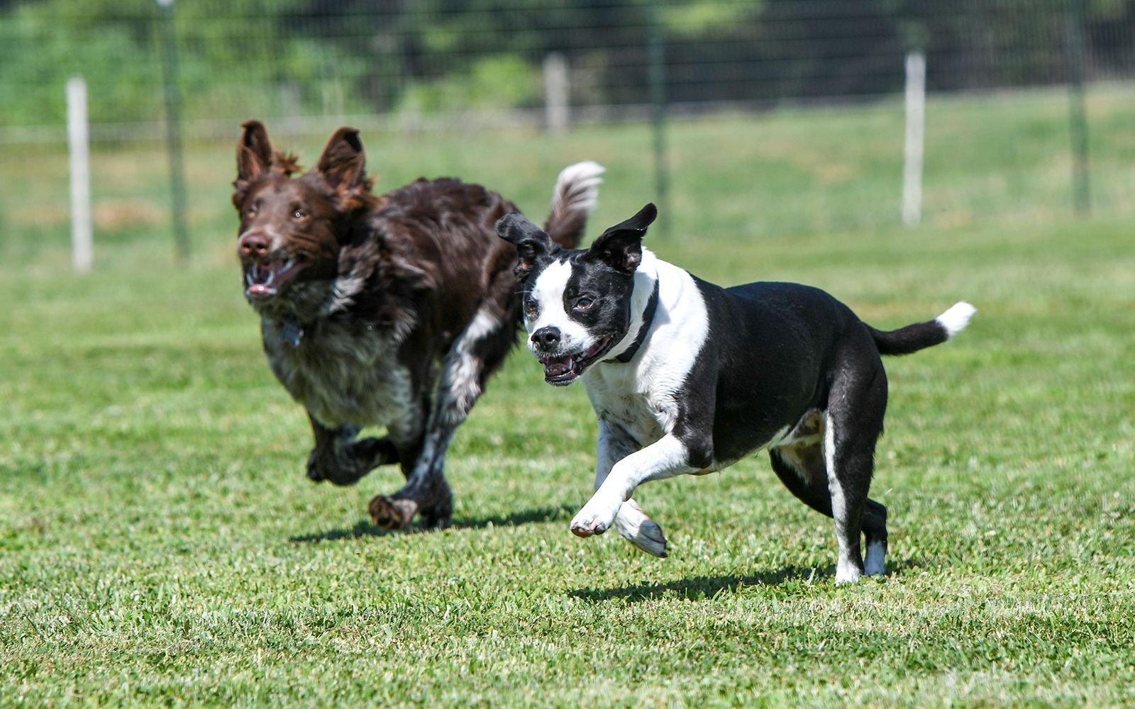 Two dogs are running in a grassy field.
