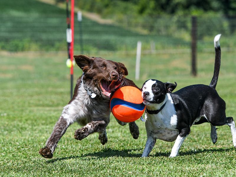 Two dogs are playing with a ball in a field.