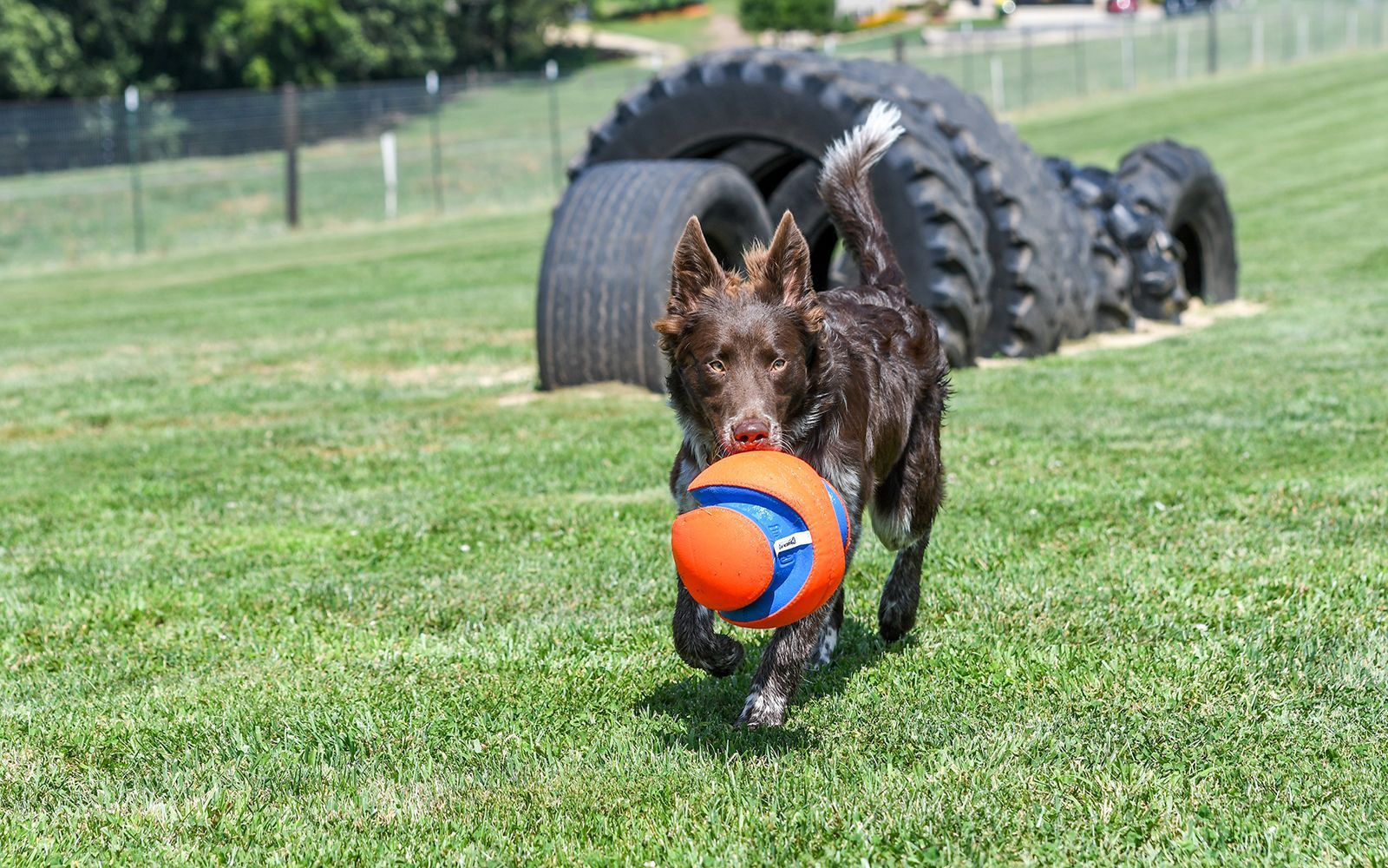A brown dog is running with an orange ball in its mouth.