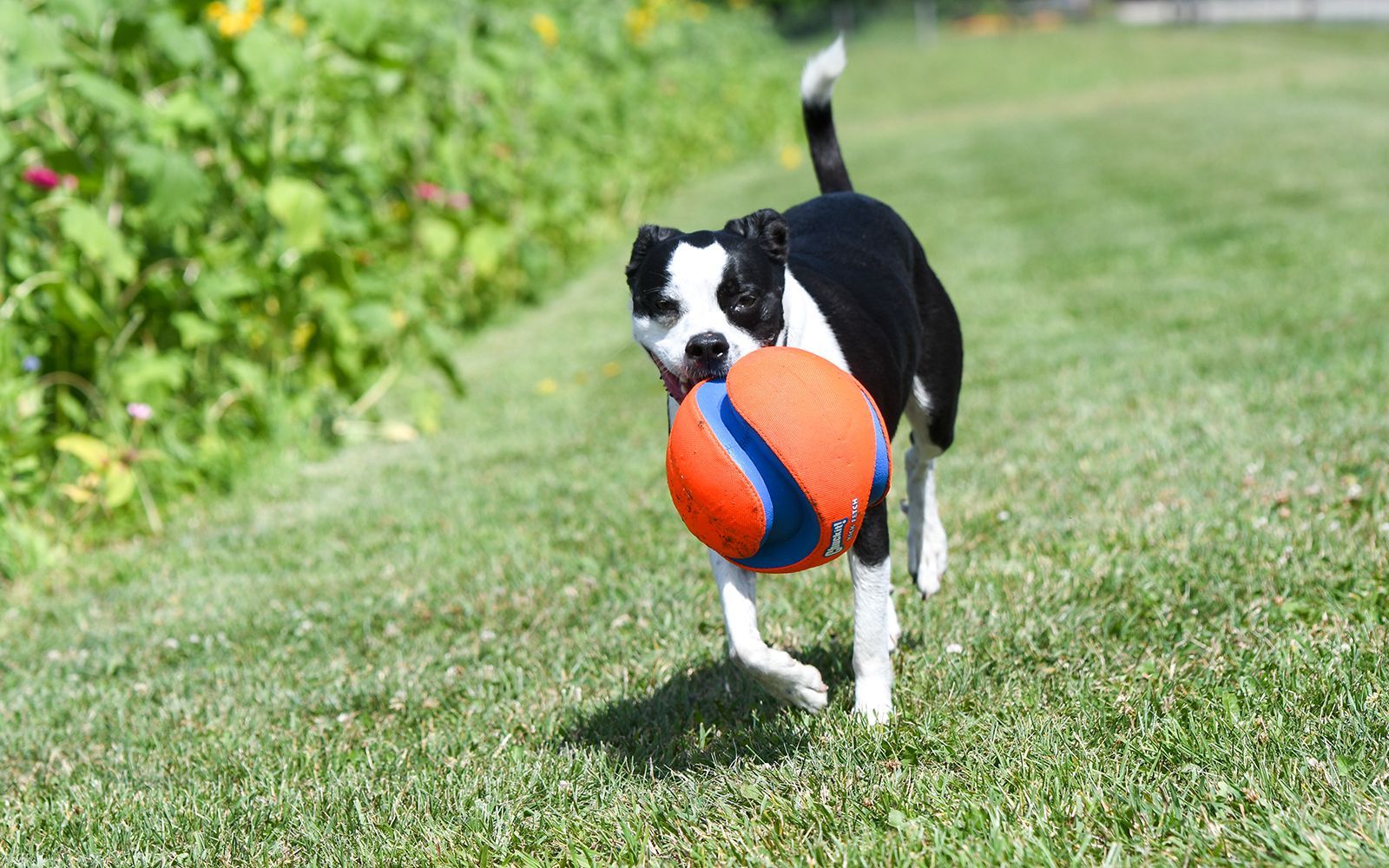 A black and white dog is running with an orange ball in its mouth.