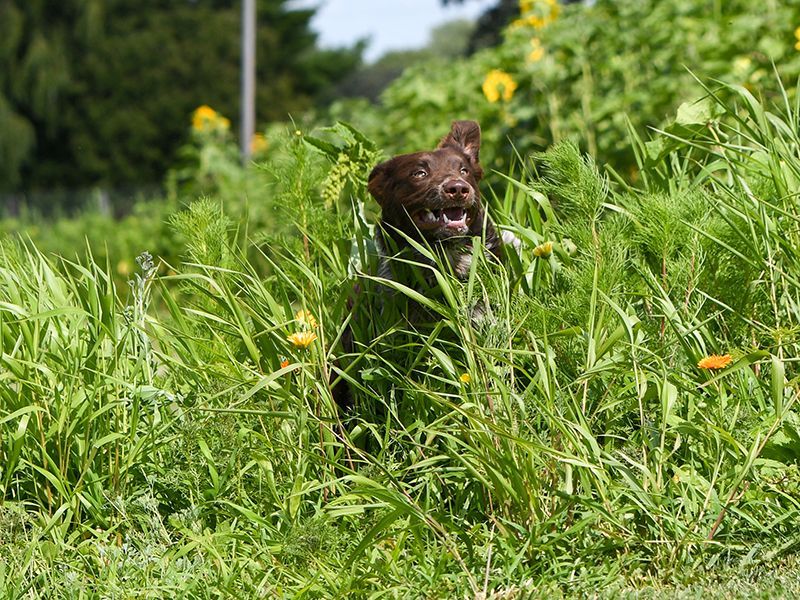 A brown dog is standing in a field of tall grass.