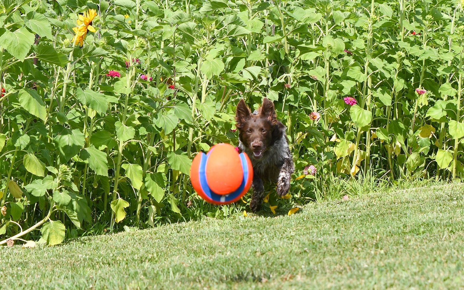 A dog is playing with an orange ball in the grass.