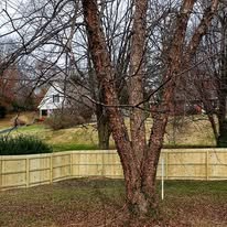 Brown tree in front of a wooden fence and yard, with a house in the background. Overcast day.