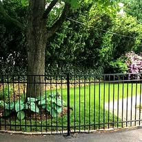 Black metal fence surrounds a grassy yard with a tree and foliage.