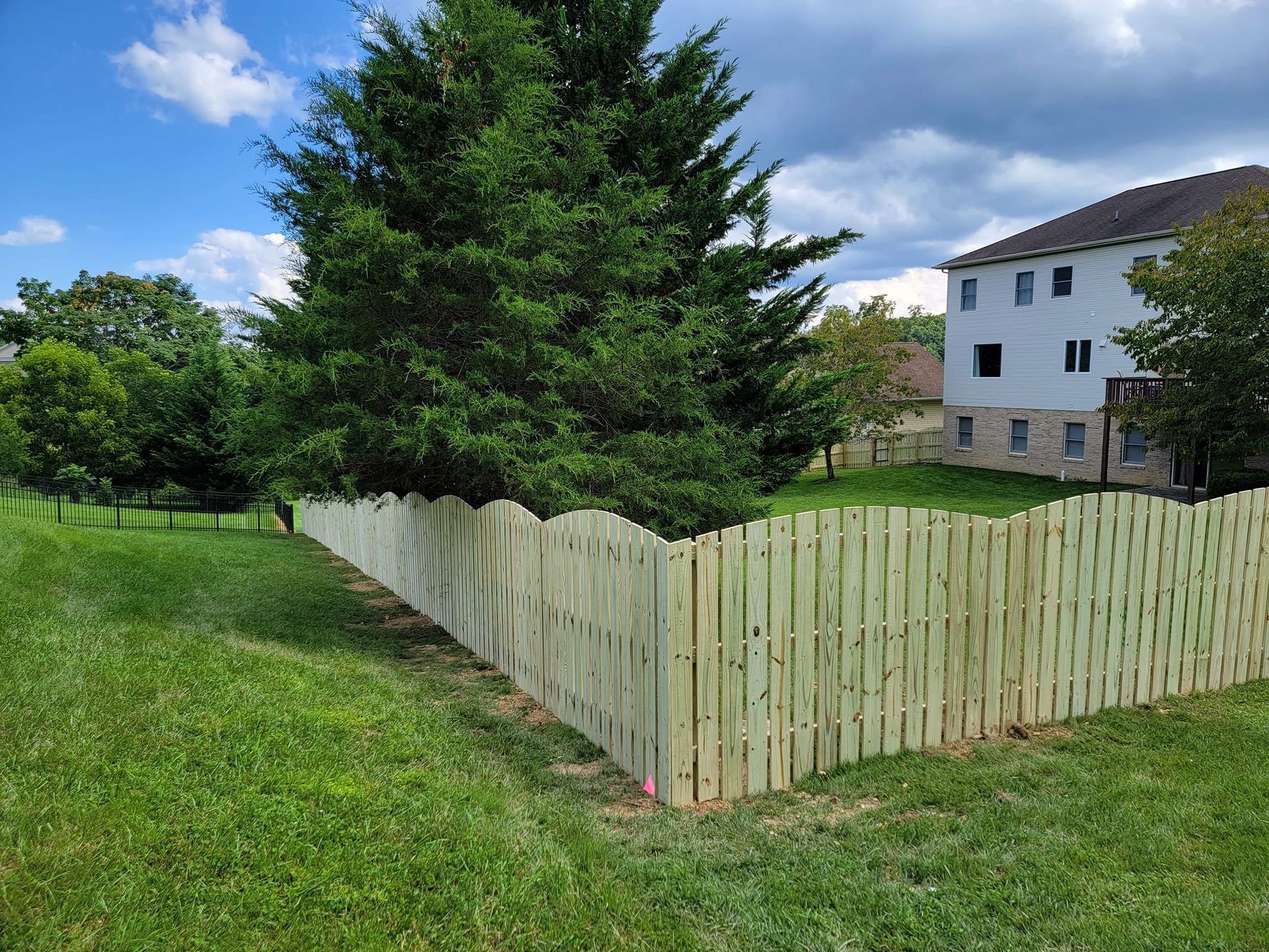 Wooden fence along a grassy yard, partially encircling a large evergreen tree; a two-story house is in the background.