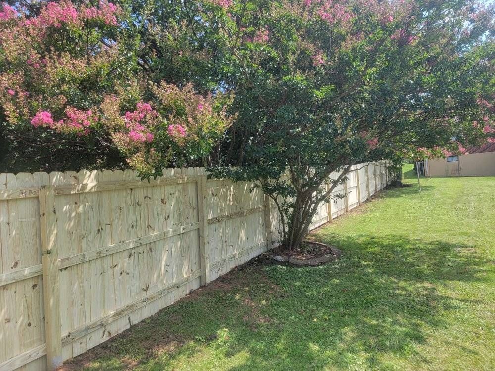 Wooden fence along a grassy yard with a blooming tree, under a clear sky.