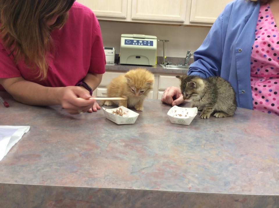 All Cat Clinic, P.C. Photo Gallery Springfield, IL