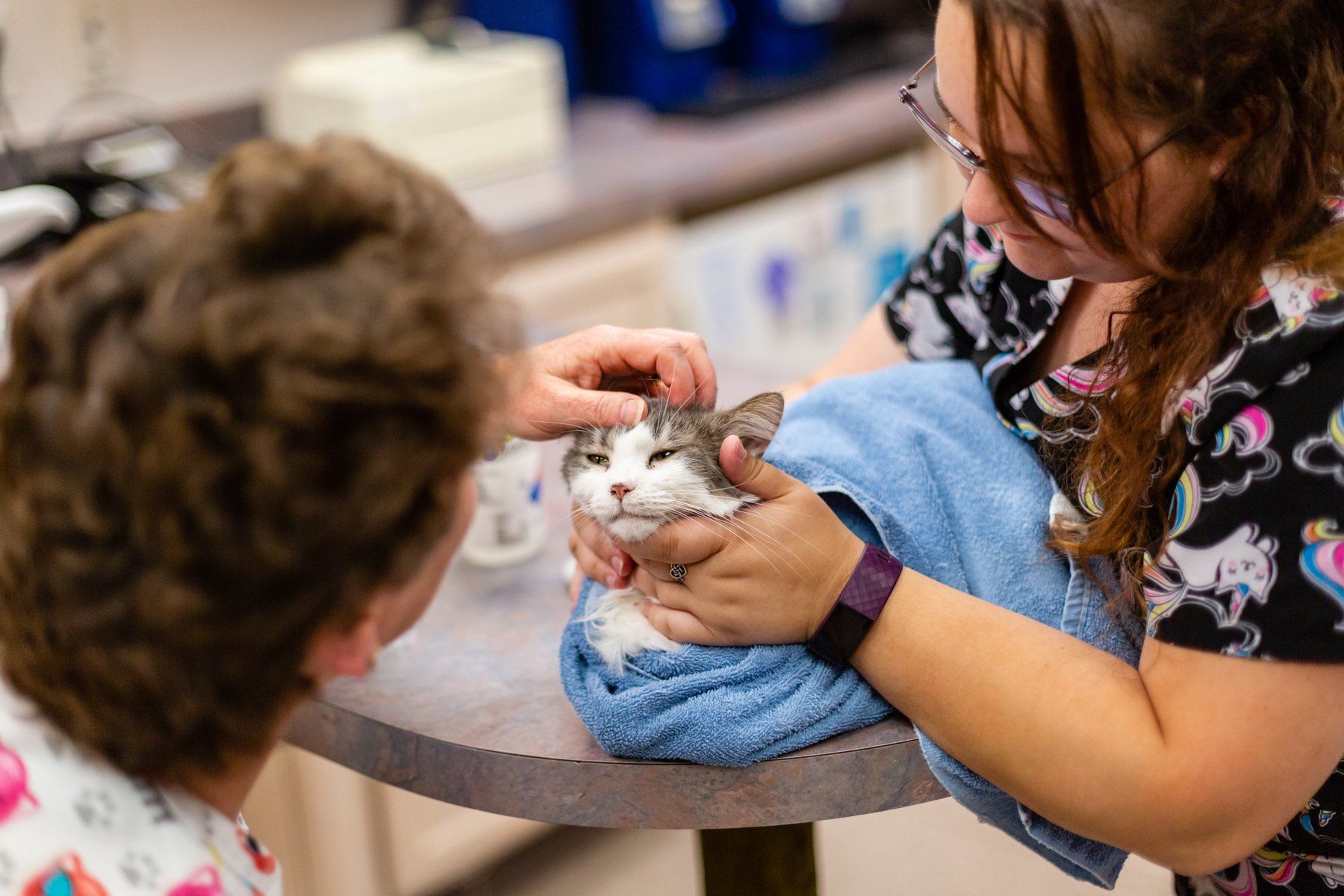 All Cat Clinic, P.C. CatsOnly Veterinarian Springfield IL