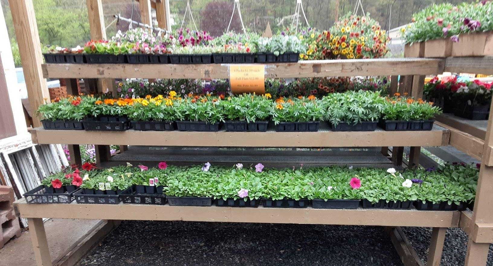 Wooden shelves displaying various potted flowers at a garden center.