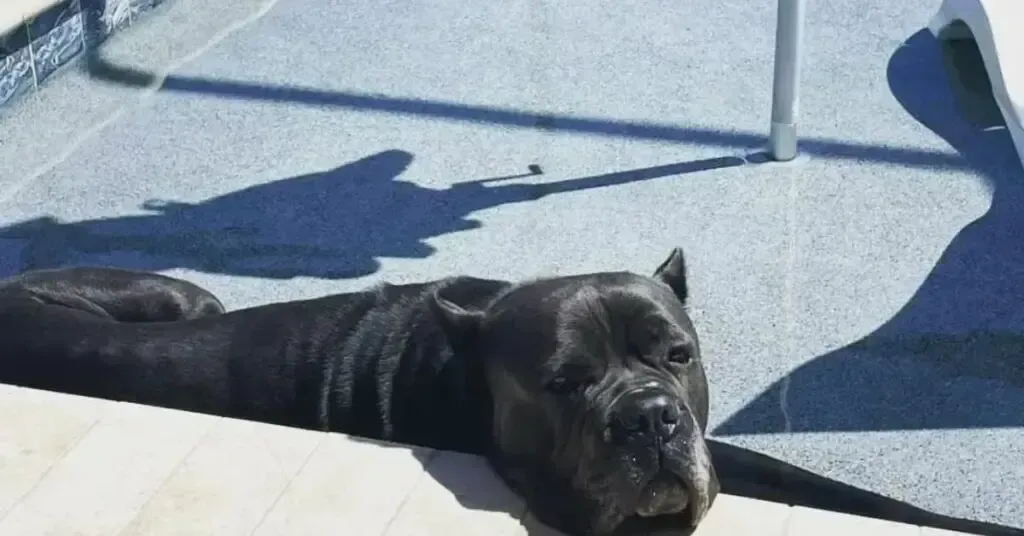 Black dog lying on a sunlit deck beside a white railing, looking toward the camera.