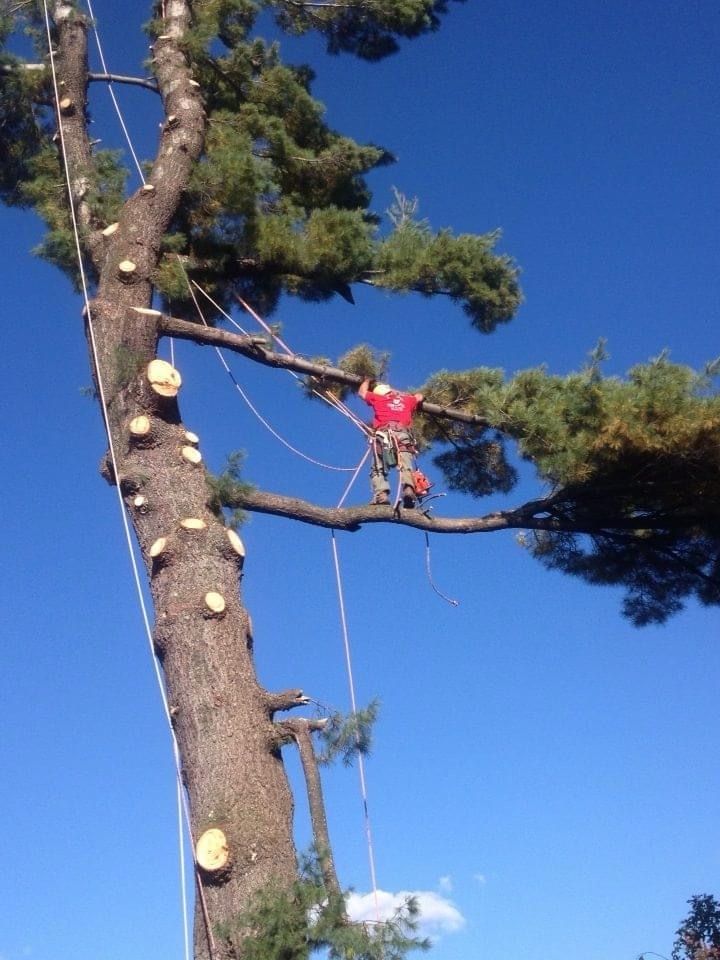 A man in a red shirt is climbing a tree