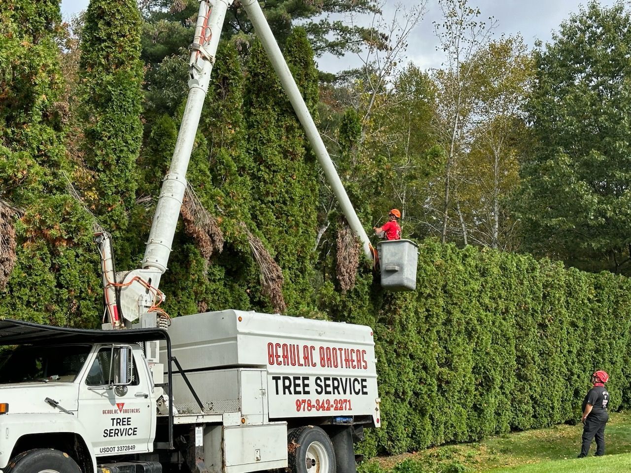 A tree service truck is cutting a tree with a crane