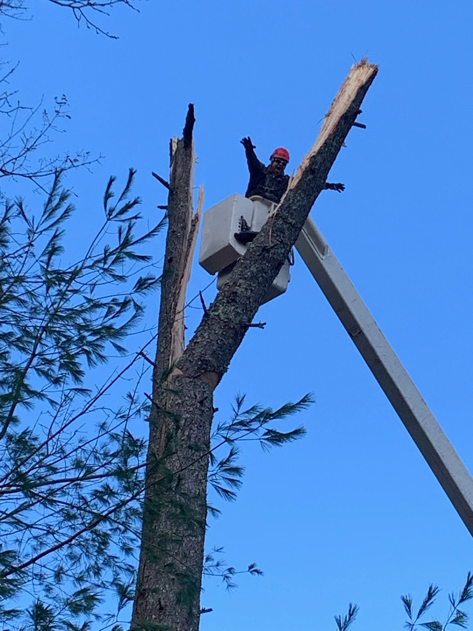 A man is sitting in a bucket on top of a tree