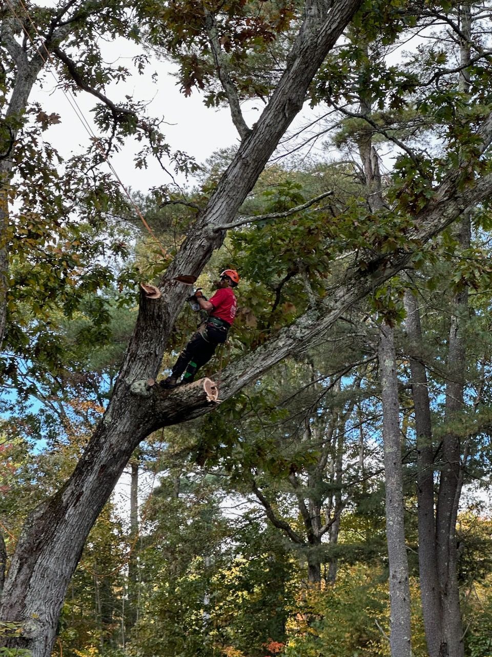 A man is climbing a tree with a chainsaw