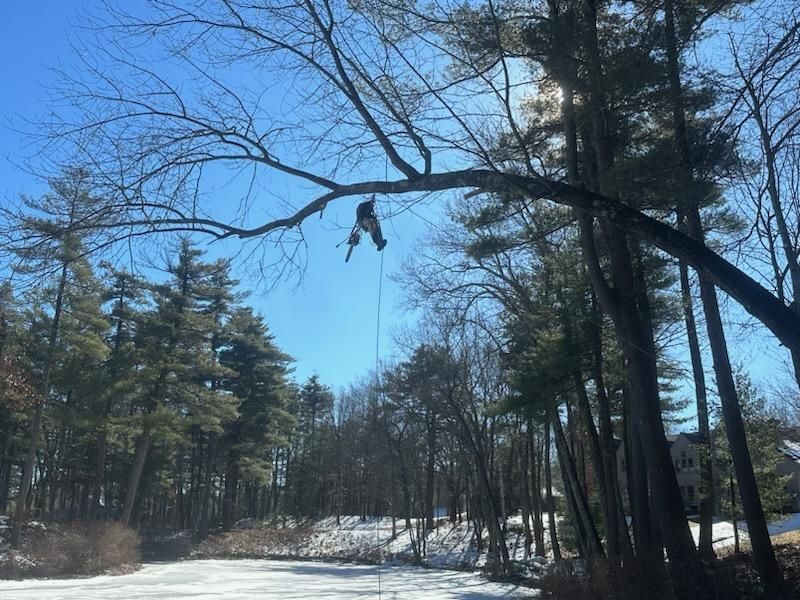 A man is hanging on a tree with a chainsaw