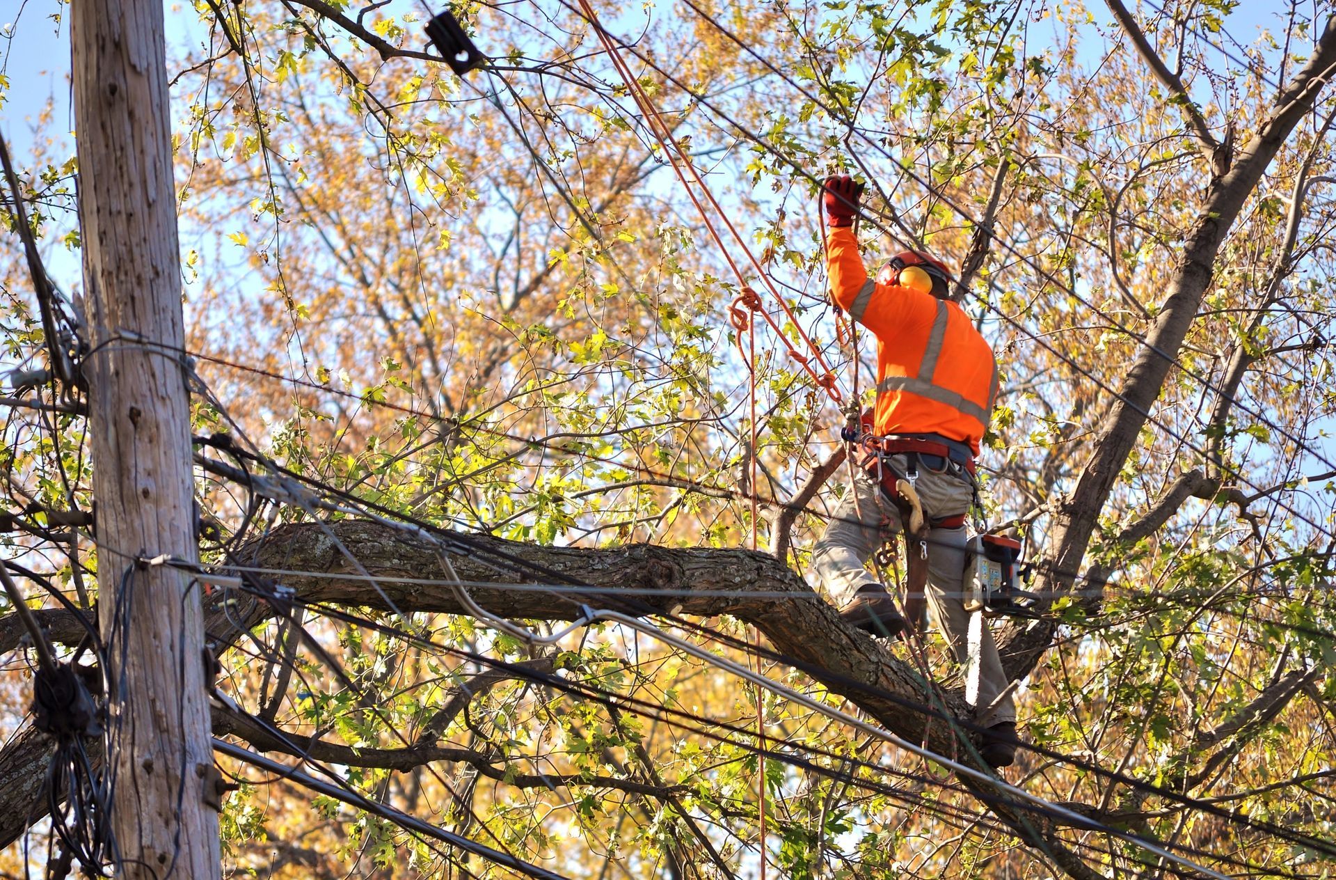 tree trimming service