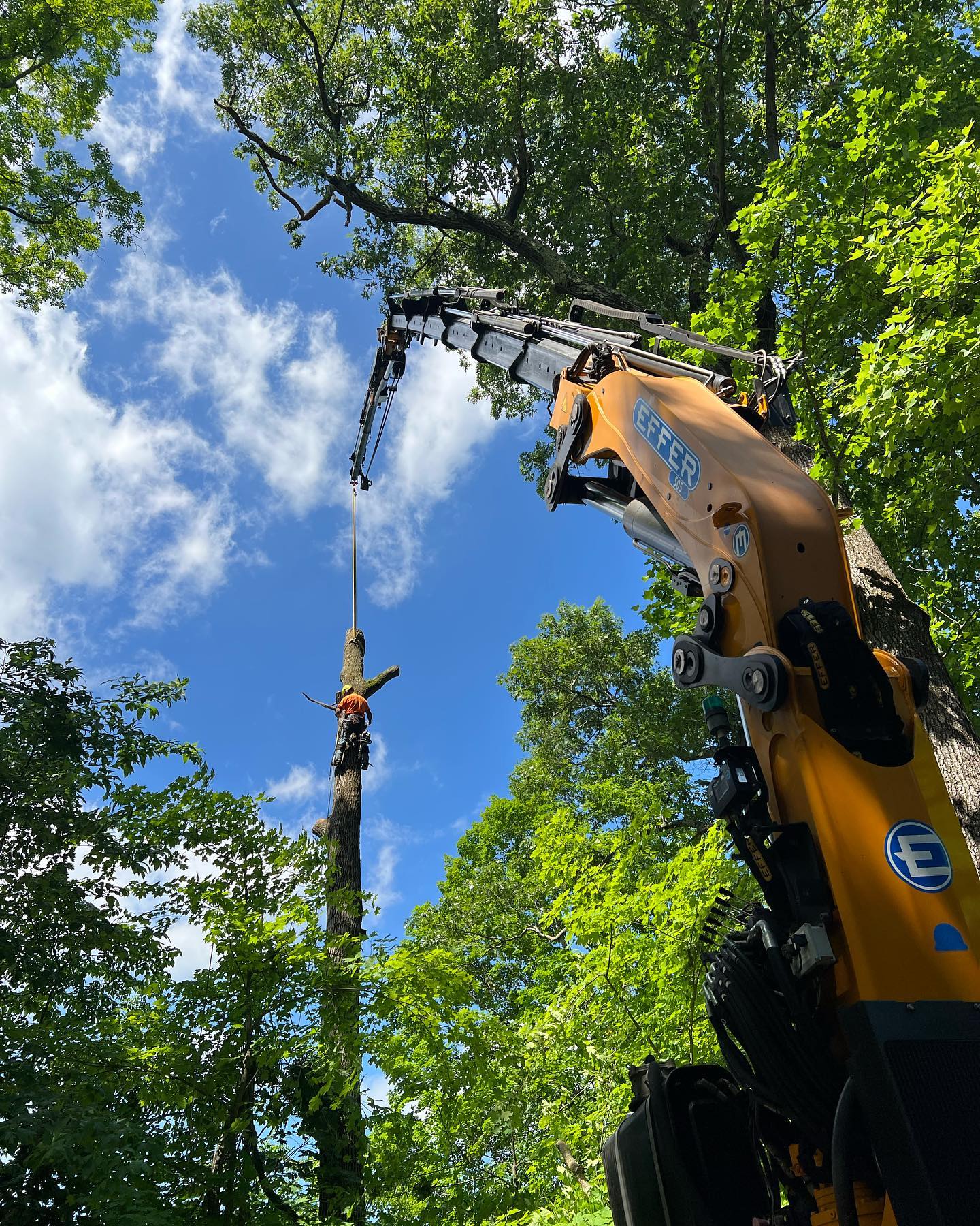 Tree removal services
